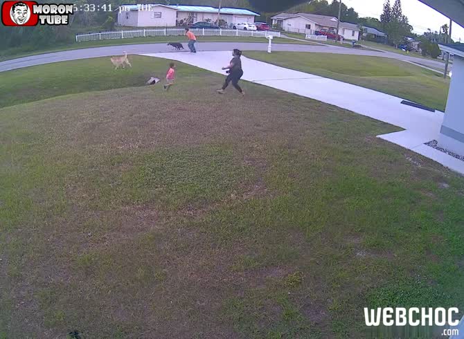 Video :When an aggressive dog threatens his little owner, a Malinois defends him